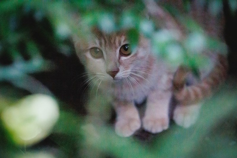 Cute little kitty cat hiding in some shrubbery outside