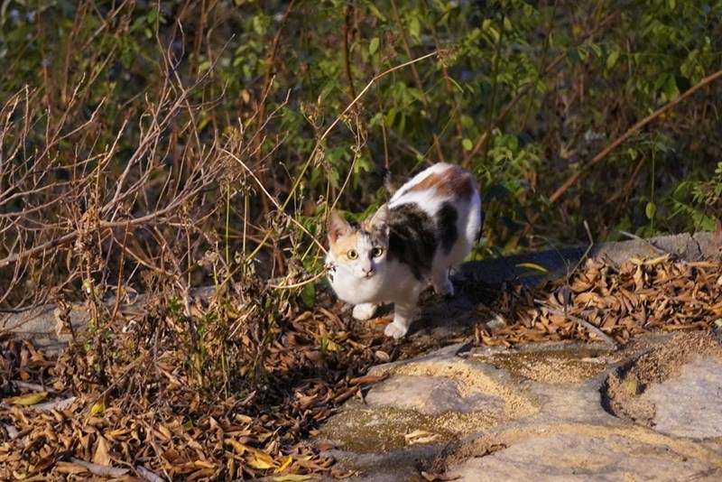 Calico cat outside looking cute and surprised in the sunlight