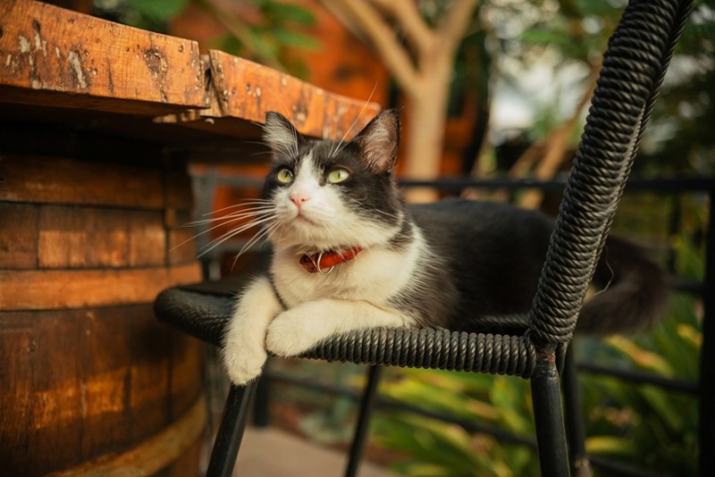 Black and white tuxedo cat sitting outside in a deck chair looking up to the sky
