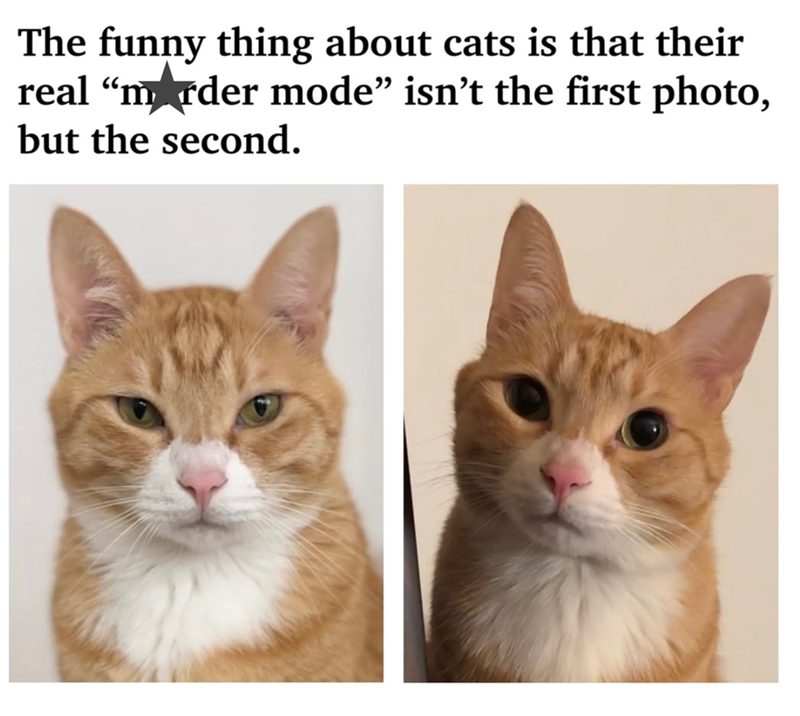 The funny thing about cats is that their real "murder mode” isn't the first photo, but the second.
