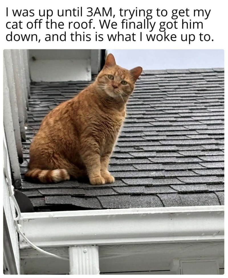 I was up until 3AM, trying to get my cat off the roof. We finally got him down, and this is what I woke up to.
