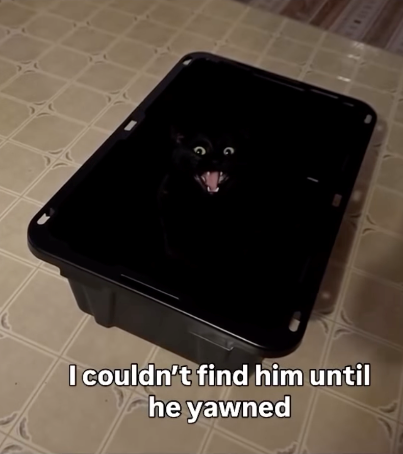 I couldn't find him until he yawned