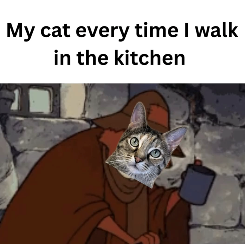 My cat every time I walk in the kitchen