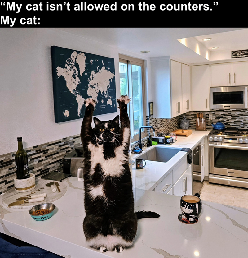 "My cat isn't allowed on the counters." My cat: MEOW! EP THE NICH www.mon