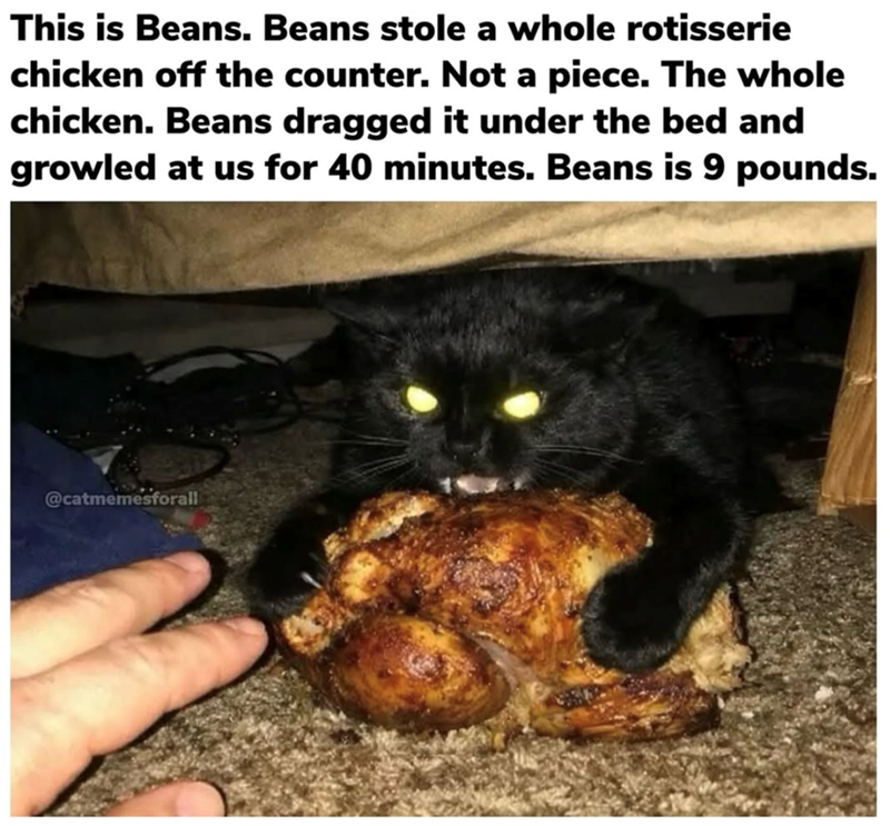 This is Beans. Beans stole a whole rotisserie chicken off the counter. Not a piece. The whole chicken. Beans dragged it under the bed and growled at us for 40 minutes. Beans is 9 pounds. @catmemesforall