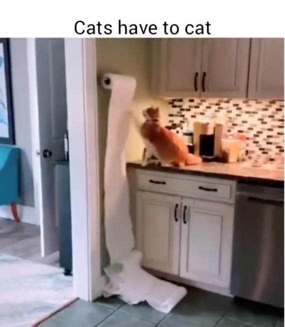 Cats have to cat