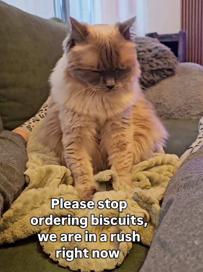 Please stop ordering biscuits, we are in a rush right now
