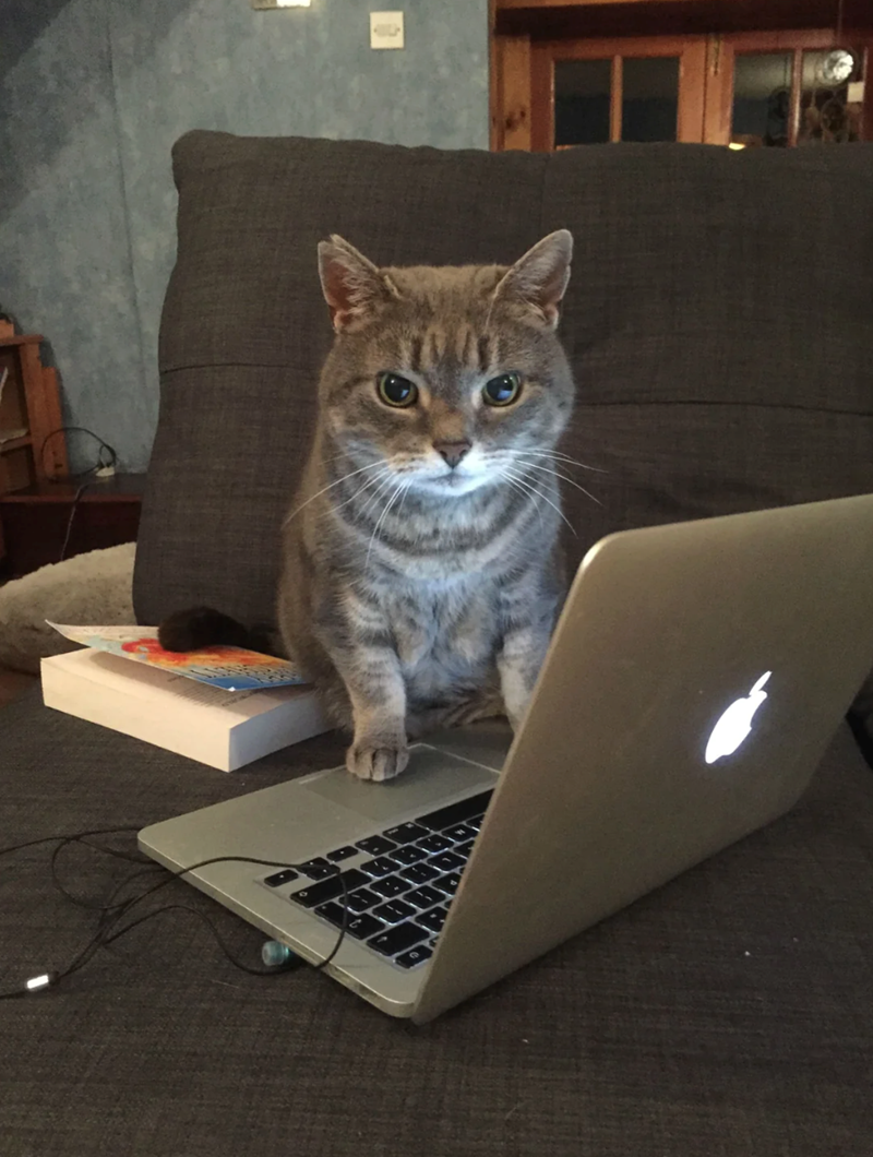 Cheezburger Image 10619006208