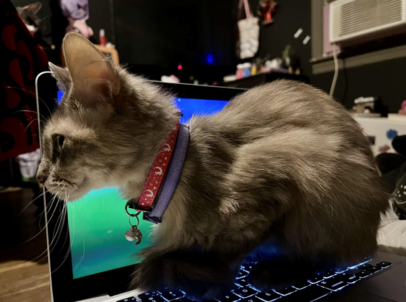 Cheezburger Image 10619007232