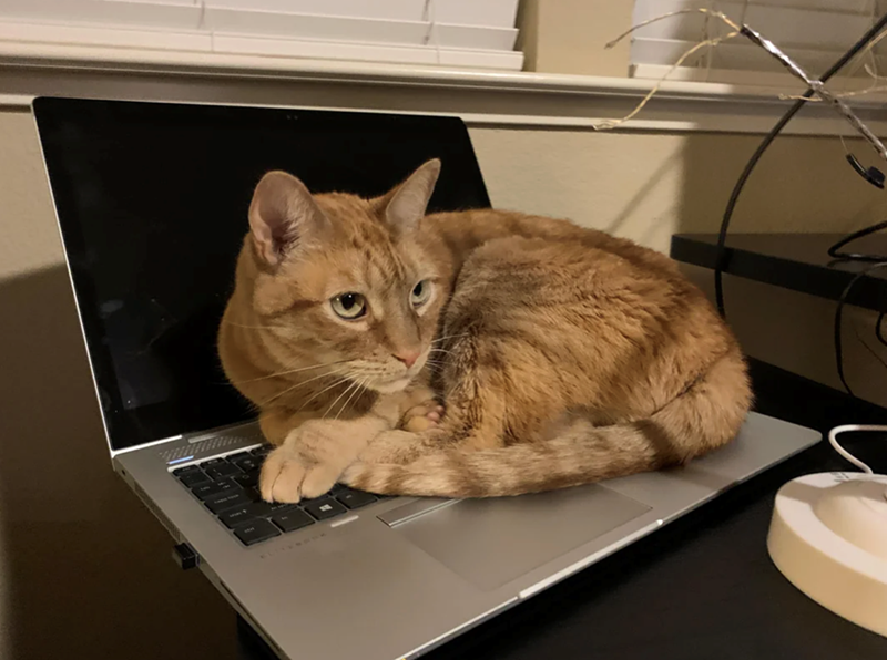 Cheezburger Image 10619008000