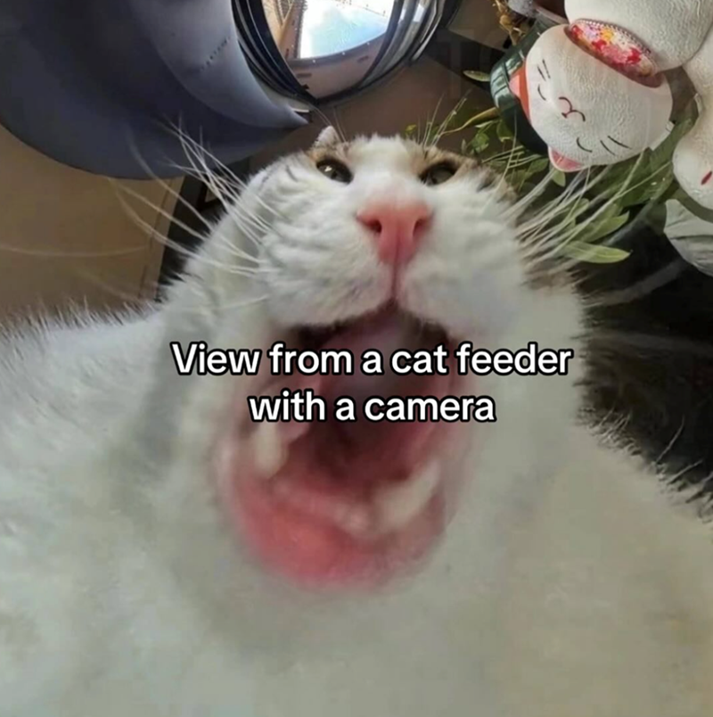 View from a cat feeder with a camera