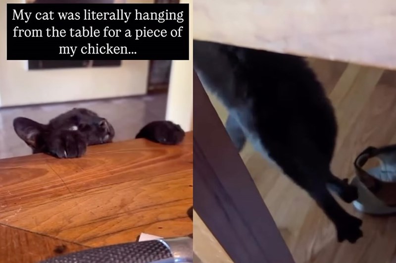My cat was literally hanging from the table for a piece of my chicken...
