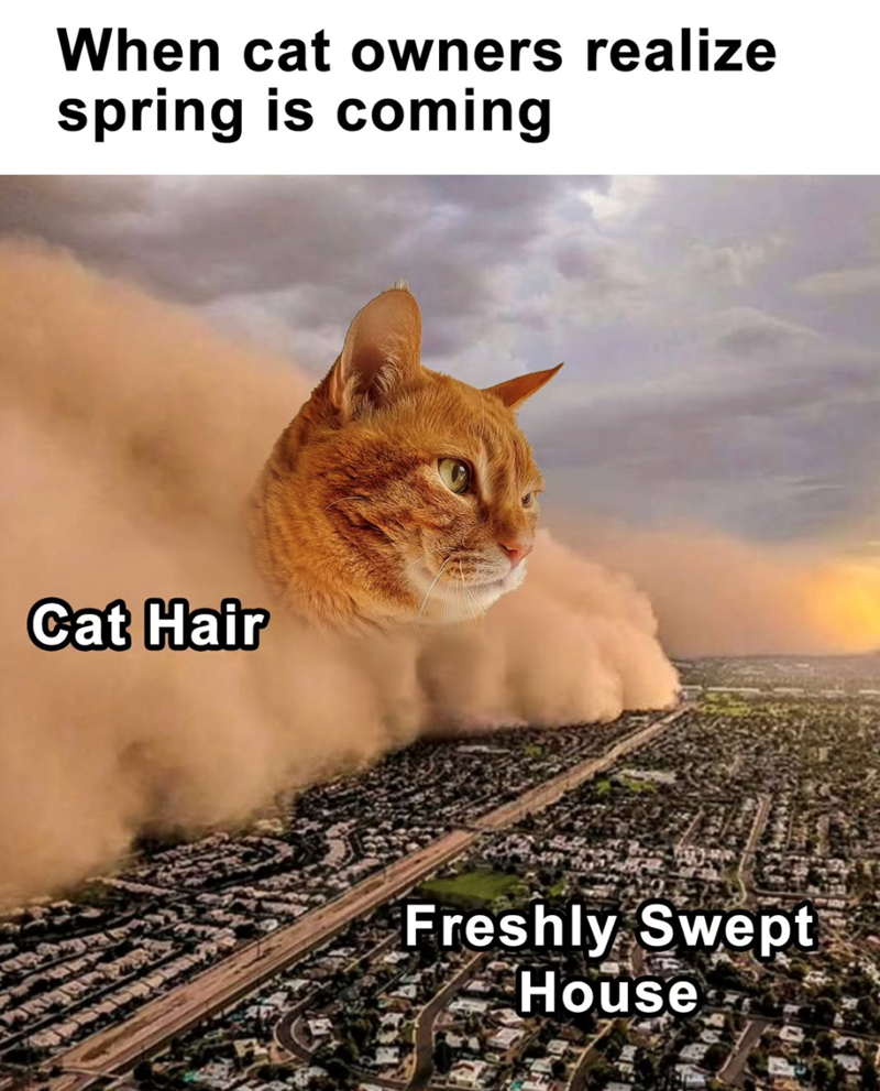 When cat owners realize spring is coming Cat Hair Freshly Swept House