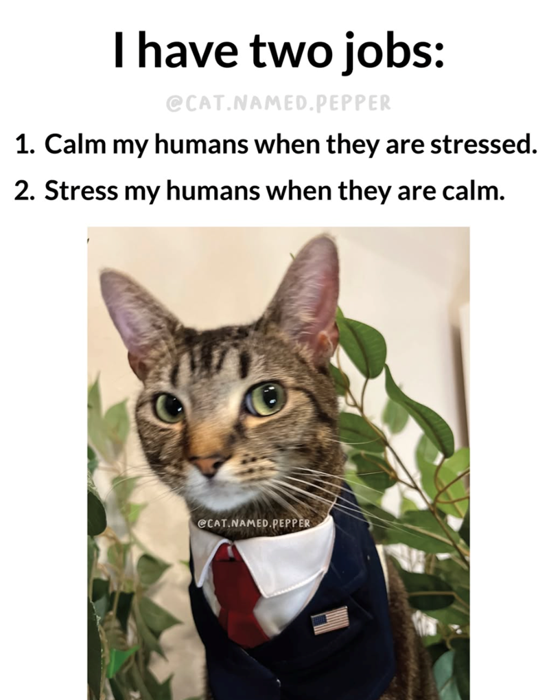 I have two jobs: @CAT.NAMED.PEPPER 1. Calm my humans when they are stressed. 2. Stress my humans when they are calm. @CAT.NAMED.PEPPER