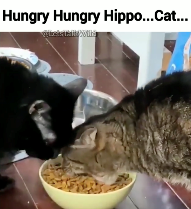 Hungry Hungry Hippo...Cat... @Lets Talk Wild