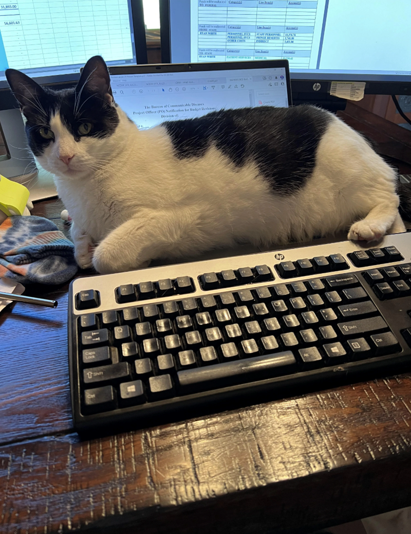 31,893.00 56,601.63 Tab Caps Lock Ce NOCAP HR AL NCORPFALZ Ba Fand will be malac Cate TO FEDERAL Liebend Am Funds will be malleerd Catra Line Benth FROM STATE RYAN WHITE OTHER COSTS PERSONNEL SVCS PERSONNEL SVCS STAFF PERSONNEL FRINGE BENEFITS INDIRECT 1137676 2341 ALM Funds will be TO STATE d Lin A RYAN WHITE PATIENT SERVICES MEDICAL TIKINIA OVA al m Get 10001 CD Bud 5040 1000 The Bureau of Communicable Diseases Project Officer (PO) Notification for Budget Revisions, Division of: 9 COF hp F FO