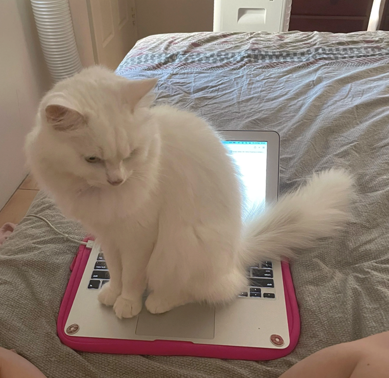 Cheezburger Image 10619012864