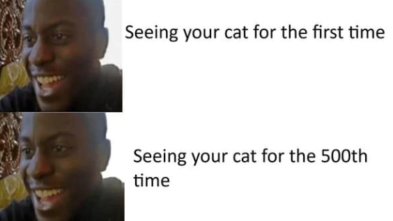 Seeing your cat for the first time Seeing your cat for the 500th time