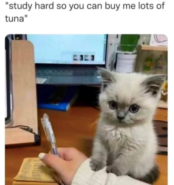 "study hard so you can buy me lots of tuna"