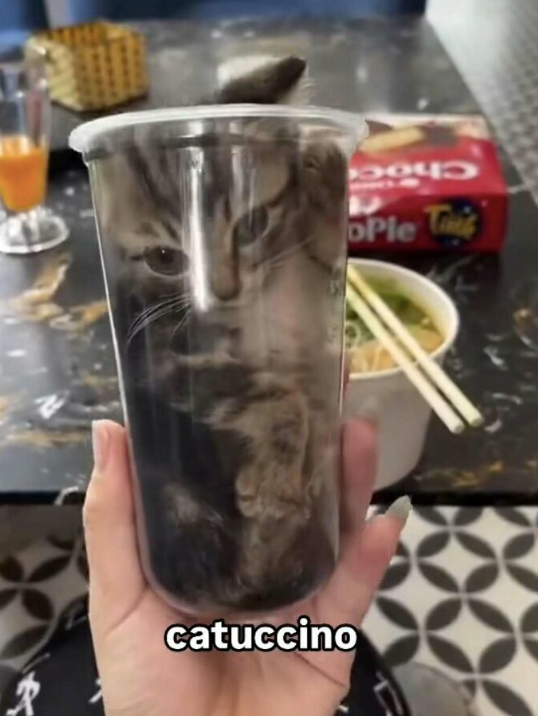 catuccino Choc OPle T