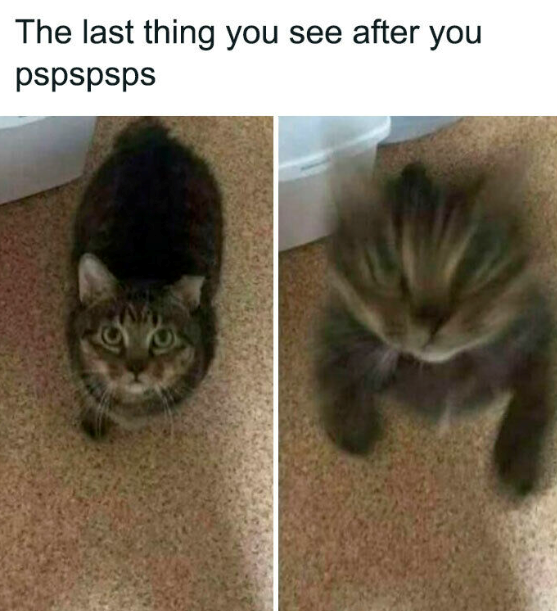 The last thing you see after you pspspsps