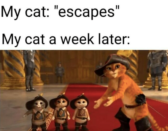 My cat: "escapes" My cat a week later: