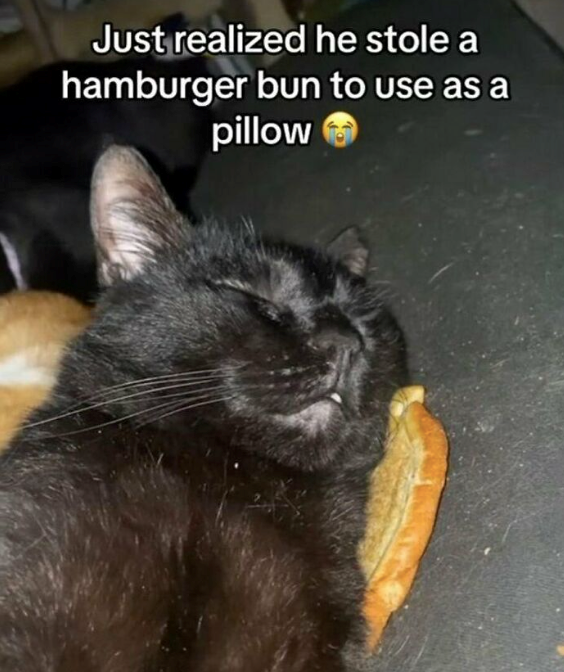 Just realized he stole a hamburger bun to use as a pillow
