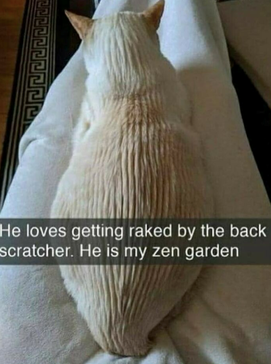 He loves getting raked by the back scratcher. He is my zen garden