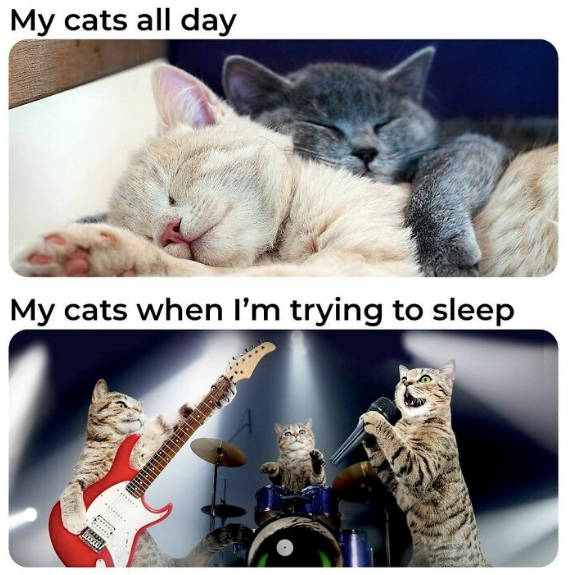 My cats all day My cats when I'm trying to sleep