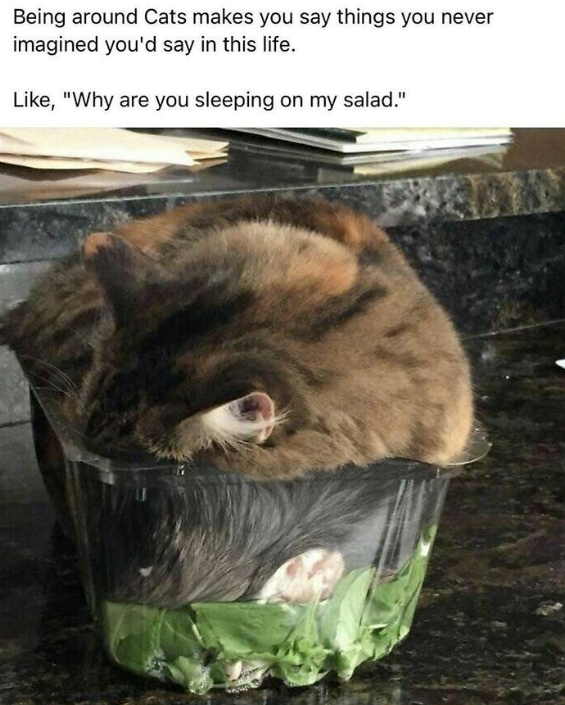 Being around Cats makes you say things you never imagined you'd say in this life. Like, "Why are you sleeping on my salad."