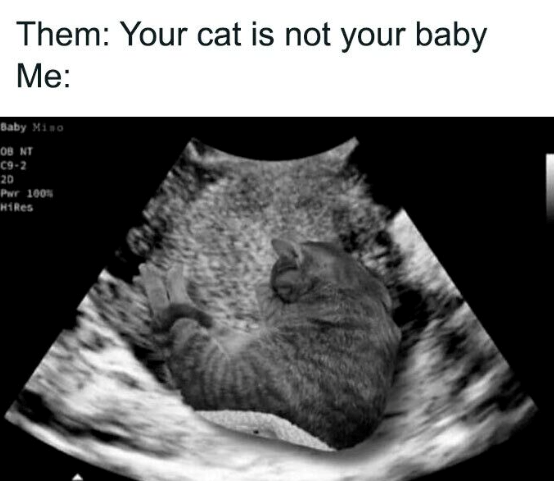 Them: Your cat is not your baby Me: Baby Miso OB NT 09-2 20 Pwr 100% HiRes