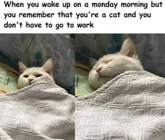 When you wake up on a monday morning but you remember that you're a cat and you don't have to go to work