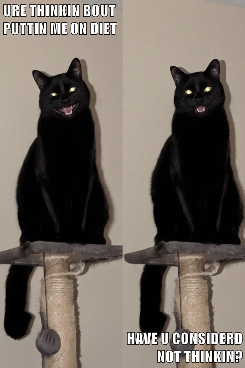 Cheezburger Image 10619087360