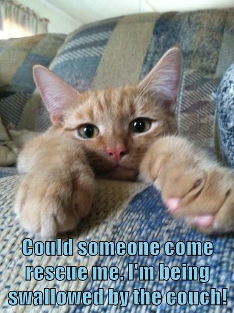 Cheezburger Image 10619106560