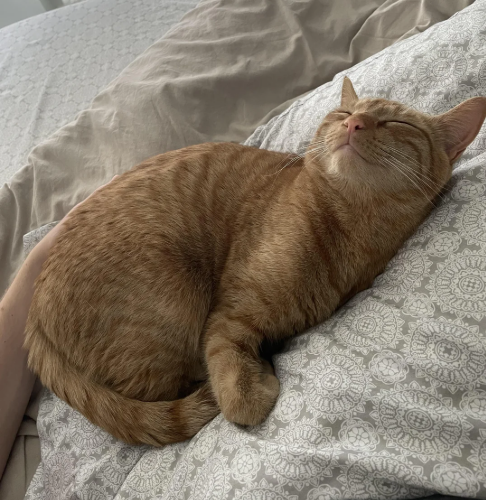 Cheezburger Image 10619117824