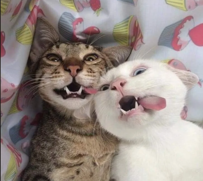 Cheezburger Image 10619118080