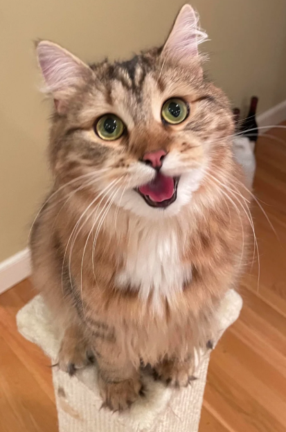 Cheezburger Image 10619118336