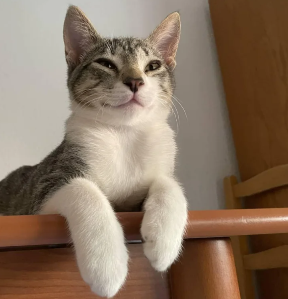 Cheezburger Image 10619118592