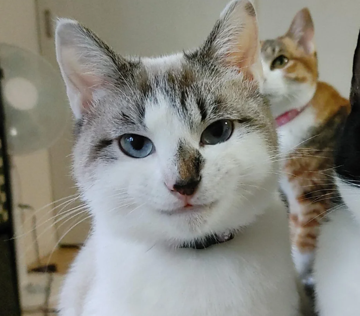 Cheezburger Image 10619119104