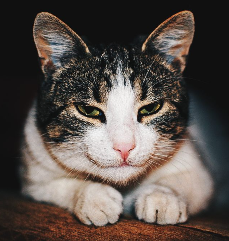 Cheezburger Image 10619119616