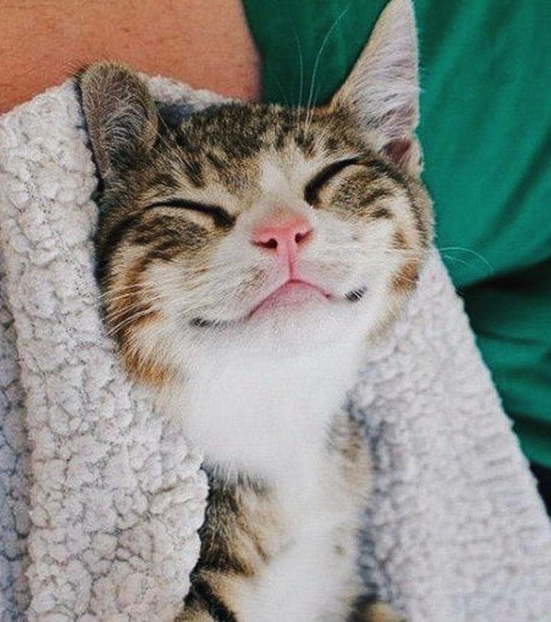 Cheezburger Image 10619119872