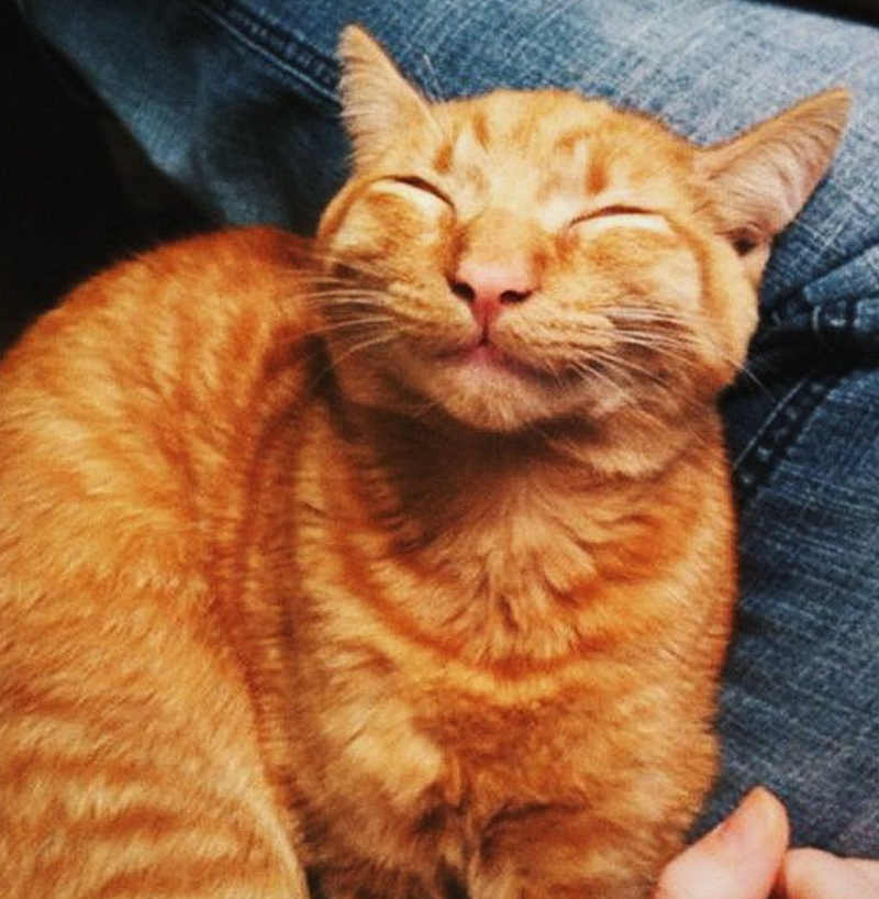 Cheezburger Image 10619120128