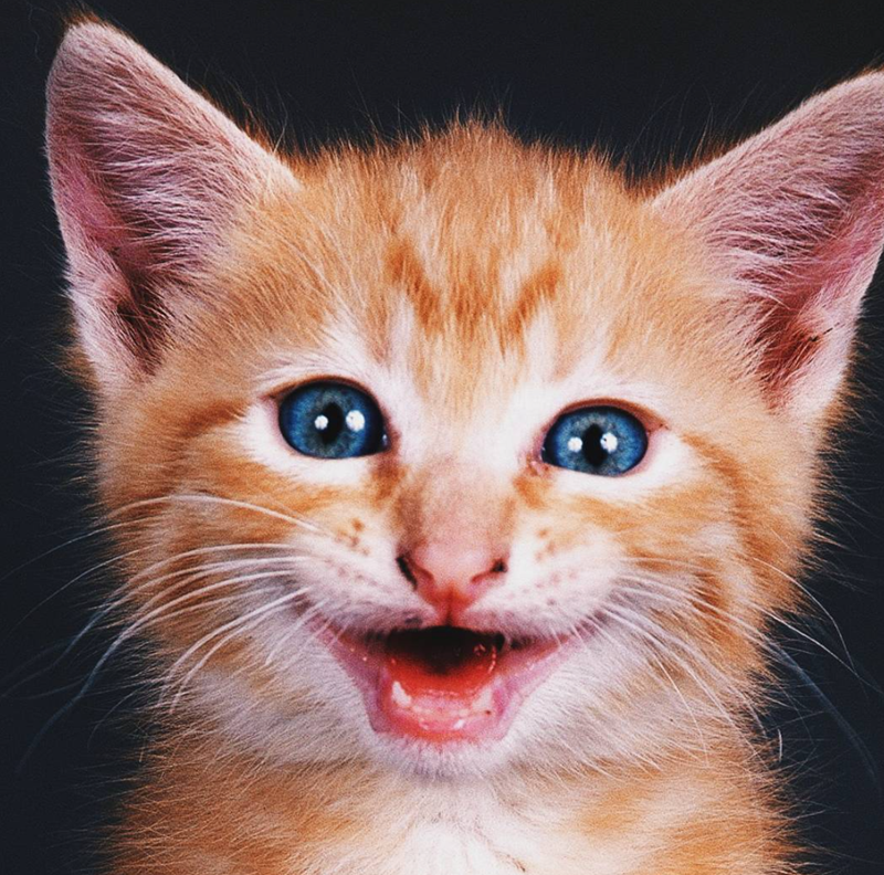 Cheezburger Image 10619120384