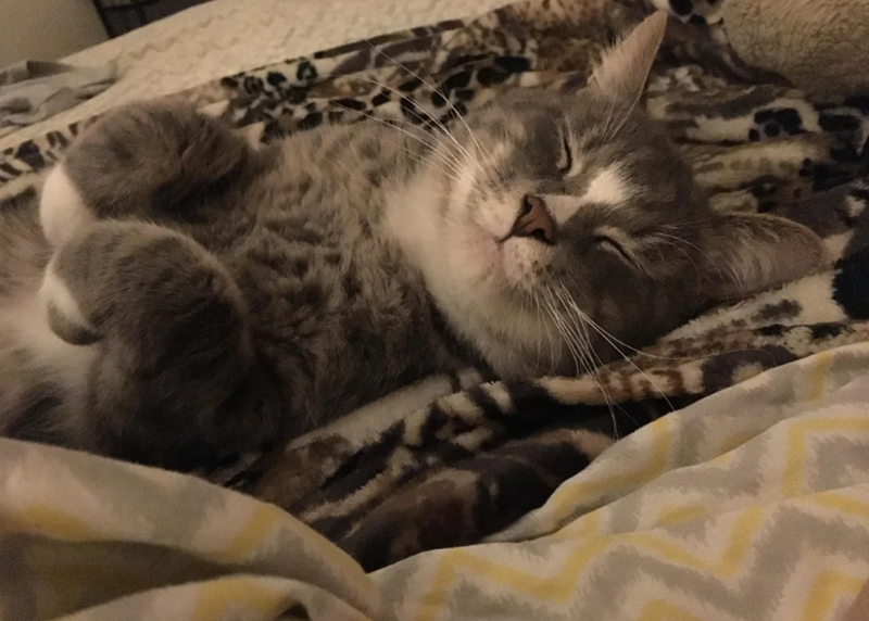 Cheezburger Image 10619120640