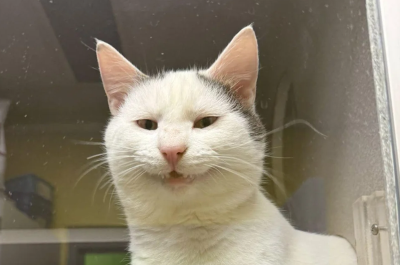 Cheezburger Image 10619120896