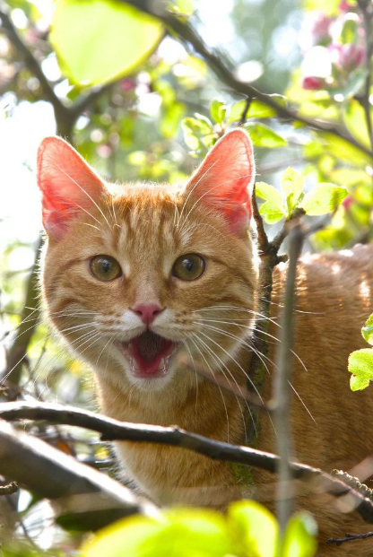 Cheezburger Image 10619121152