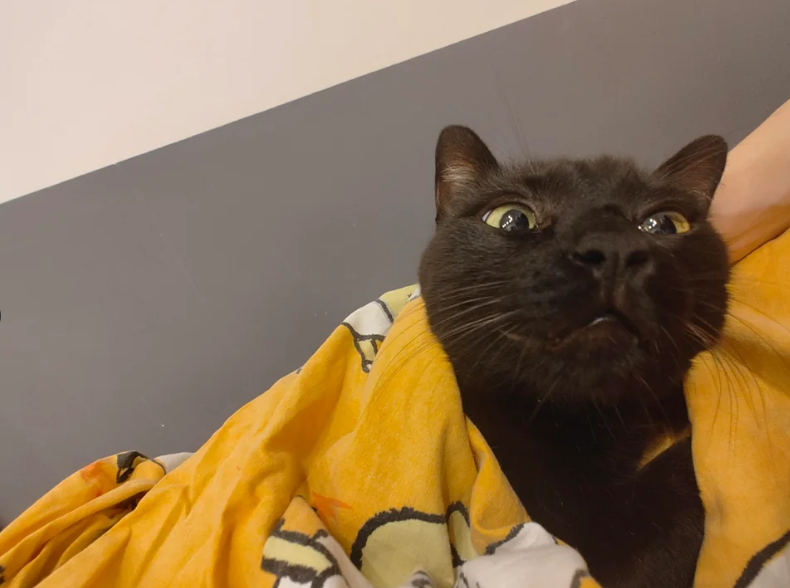 Cheezburger Image 10619121408