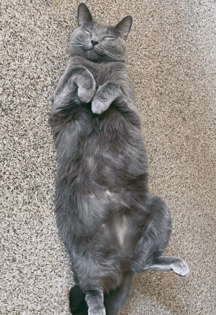 Cheezburger Image 10619121664