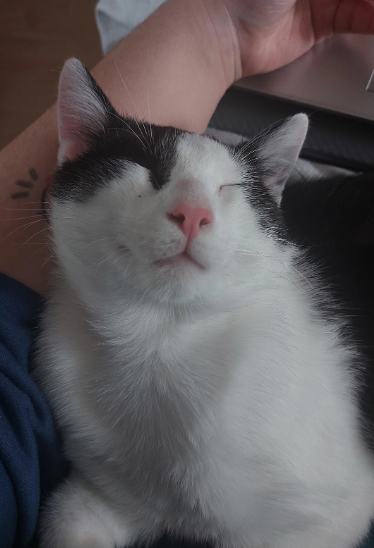 Cheezburger Image 10619122176