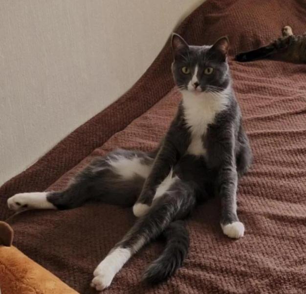 Cheezburger Image 10619122432